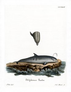 Delfin med flaskenese (farget gravering) av German School