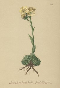 Brauns høne og kyllinger (Sempervivum Braunii) av German School