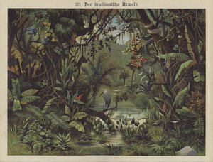Brasiliansk regnskog (farge litho) av German School