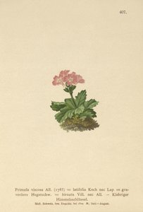 Bredbladet Primrose (Primula viscosa, Primula latifolia, Primula hirsuta) av German School