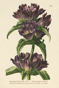 Brun Gentian (Gentiana Pannonica) av German School