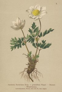 Bursers Anemone (Anemone Burseriana, Anemone grandiflora) av German School