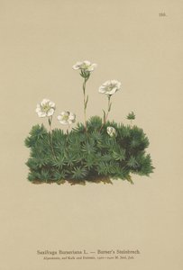 Bursers Saxifrage (Saxifraga Burseriana) av German School