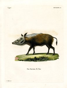 Bushpig (farget gravering) av German School
