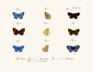 Sommerfugler av German School