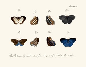 Sommerfugler av German School