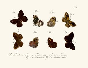 Sommerfugler av German School