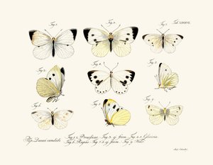 Sommerfugler, 1783-1806 av German School