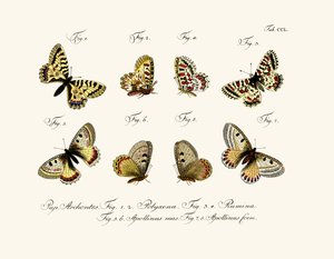 Sommerfugler, 1783-1806 av German School