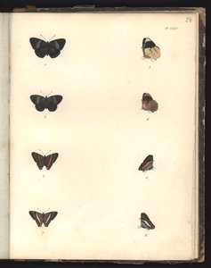 Butterflies, Pl. XXIV, illustrasjon fra kompendium over observasjon av zoologi og sammenlignende anatomi, laget i Atlanterhavet, i det indre av det nye kontinentet og i Sørsjøen i løpet av en av German School