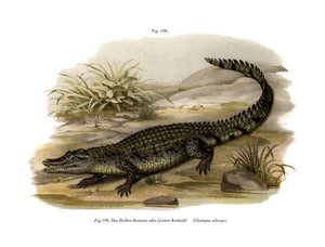 Caiman (farge litho) av German School
