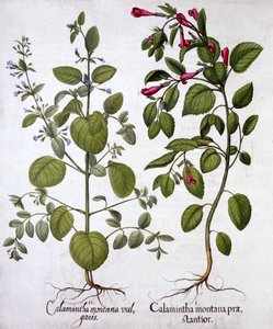 Calamints, fra Hortus Eystettensis, av Basil Besler (1561-1629), pub. 1613 (håndfarget gravering) av German School