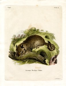 California Ground Squirrel (farget gravering) av German School