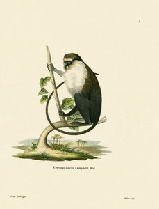 Campbells Mona Monkey av German School
