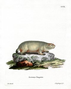 Kanadisk murmeldyr (farget gravering) av German School