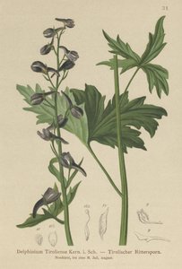 Larkspur Candle (Delphinium elatum, Delphinium tiroliense) av German School