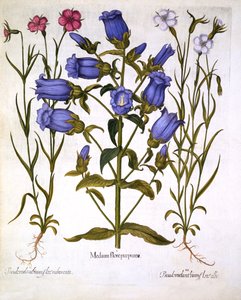 Canterbury Bells, and Corn Cockles, fra Hortus Eystettensis, av Basil Besler (1561-1629), pub. 1613 (håndfarget gravering) av German School