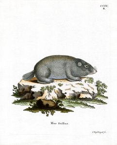 Cape Dune Mole Rat (farget gravering) av German School