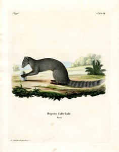 Cape Grey Mongoose (farget gravering) av German School