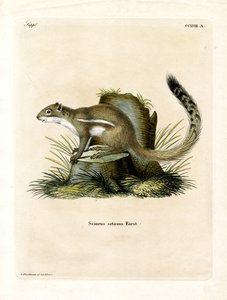 Cape Ground Squirrel (farget gravering) av German School