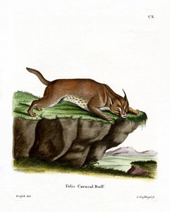 Caracal (farget gravering) av German School