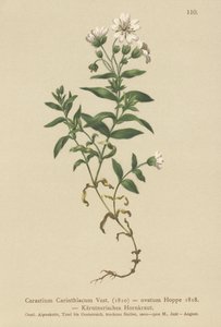Kärntens museøre (Cerastium Carinthiacum, Cerastium ovatum) av German School