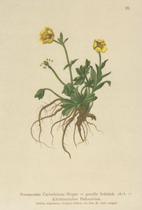 Kärntens ranunkel (Ranunculus Carinthiacus, Ranunculus gracilis) av German School