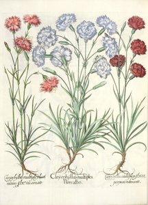Nelliker: 1.Caryophyllus med flere hvite blomster; 2.Caryophyllus en flerfoldig, lacinous blomst inkarnert; 3.Caryophyllus flere blomster av rødlig lilla, fra hagen til Eystettensis av Basil Besler av German School