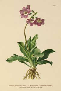 Carniolan Primrose (Primula Carniolica) av German School