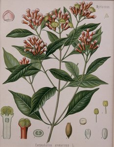 Caryophyllus Aromaticus (nellik) av German School