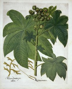 Castor Oil Plant, fra Hortus Eystettensis, av Basil Besler (1561-1629) pub. 1613 av German School