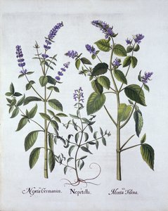 Catmintand Catnip, fra Hortus Eystettensis, av Basil Besler (1561-1629), pub. 1613 (håndfarget gravering) av German School