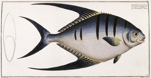 Chaetodon Glaucus, 1785-1788 av German School