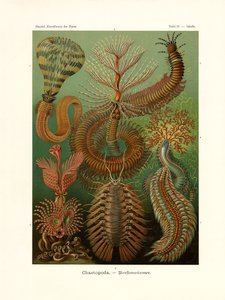 Chaetopoda, 1899-1904 av German School