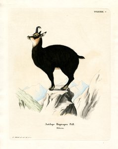 Chamois (farget gravering) av German School