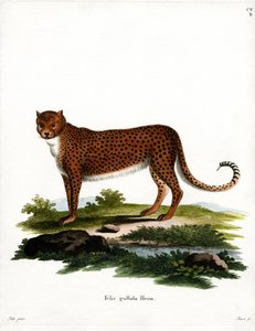 Gepard (farget gravering) av German School
