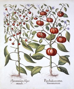 Chili Pepper [Nightshade Family], fra Hortus Eystettensis, av Basil Besler (1561-1629), pub. 1613 (håndfarget gravering) av German School