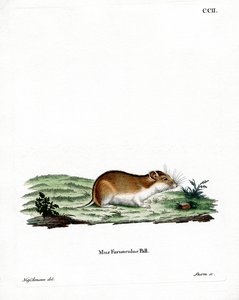 Kinesisk stripete hamster (farget gravering) av German School