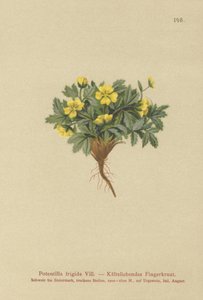 Cinquefoil (Potentilla frigid, Potentilla glacialis, Potentilla helvetica) av German School