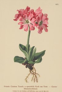Clusiana Primrose (Primula Clusiana, Primula spectabilis) av German School