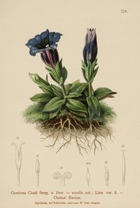 Clusius Gentian (Gentiana Clusii, Gentiana acaulis) av German School