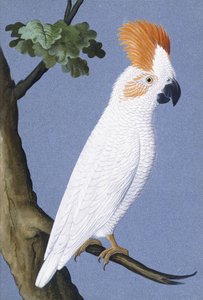 Kakadu, 1750-1800 av German School