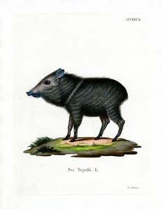 Collared Peccary (farget gravering) av German School
