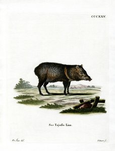 Collared Peccary av German School