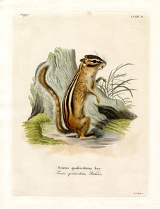 Colorado chipmunk av German School
