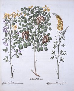 Colutea Tree and Cytisus Varieties, fra Hortus Eystettensis, av Basil Besler (1561-1629), pub. 1613 (håndfarget gravering) av German School