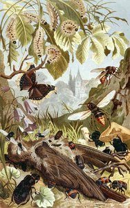 Combined Power of Insects, plate fra "Brehms Tierleben: Allgemeine Kunde des Tierreichs", vol.9, s.65, utgitt av Bibliographisches Institut av German School