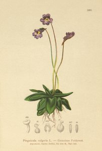 Vanlig butterwort (Pinguicula vulgaris) av German School