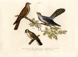 Vanlig gjøk, 1864 av German School