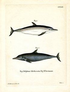 Vanlig delfin (farget gravering) av German School